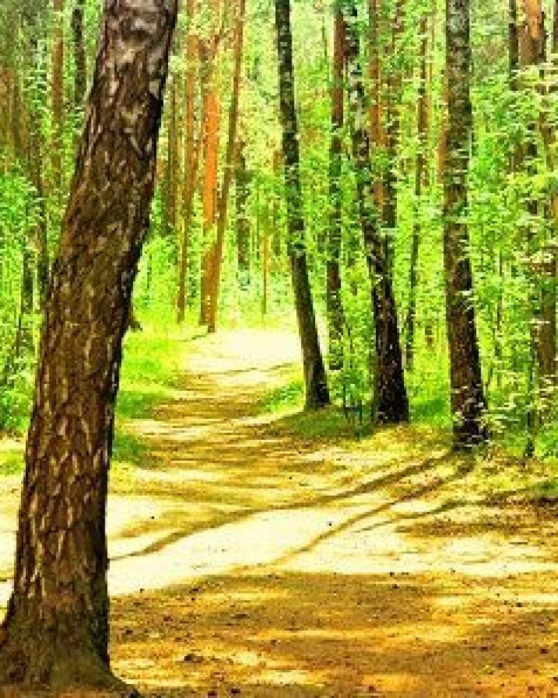 Bäume im Wald, Achtsame Wanderung im Taunus