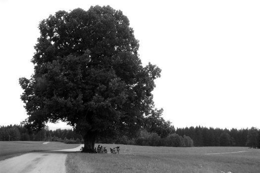 Baum, © FBZ privat